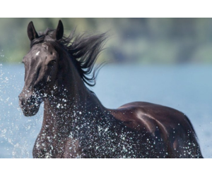 produktbild_ku_formular_1613324156