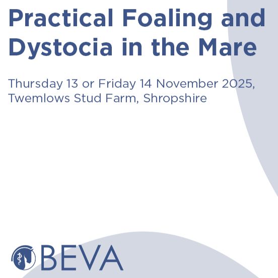 img beva foal