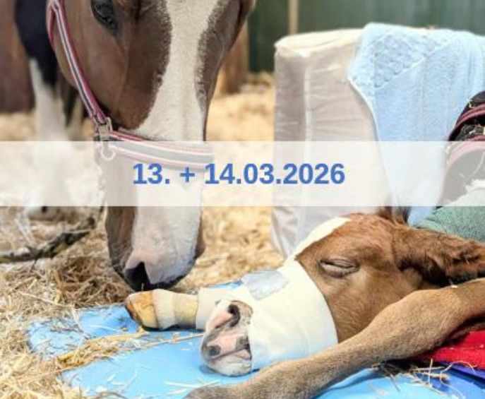 img fohlenmedizin nindorf