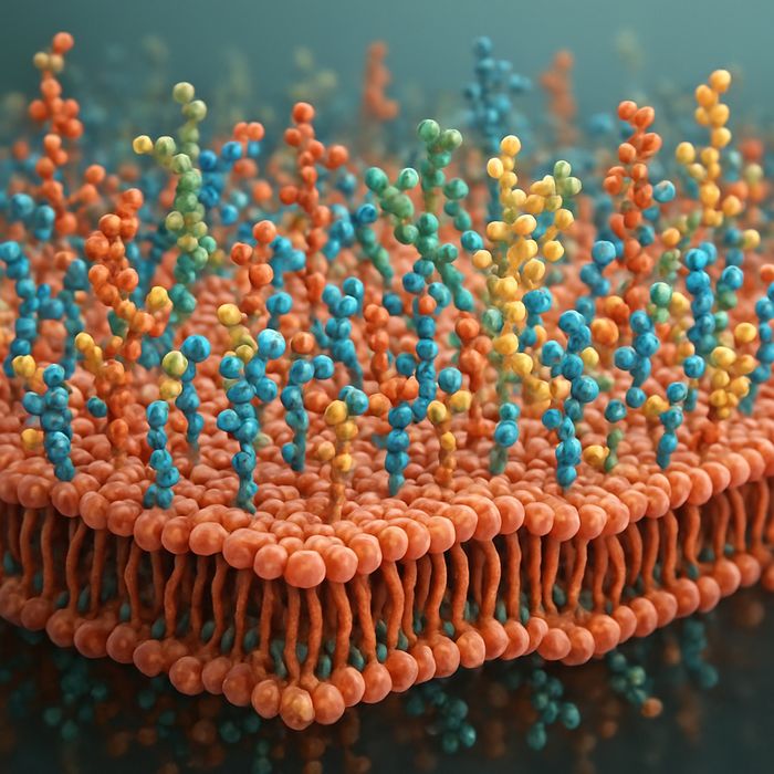 img forschung neudeck