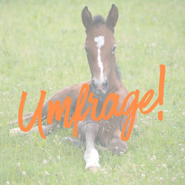 img umfrage sehenenstelz